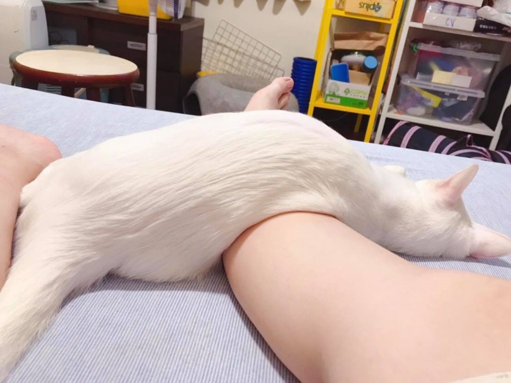 一隻白貓的背影很像融化的龍鬚糖（圖／網友Gloria Wu授權提供）