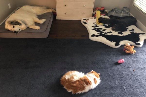 黑白貓偷進女子家　征服毛孩還睡她枕頭：朕決定住這裡！