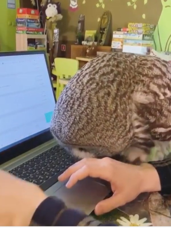 主人打電腦遭貓頭鷹頻頻干擾　網笑：這是喵咪吧？