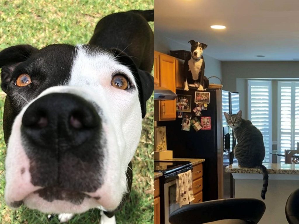 馬扣一進家門果然和貓咪相處得很好，但就是哪裡「怪怪的」。（圖／Bethany Castiller ） 