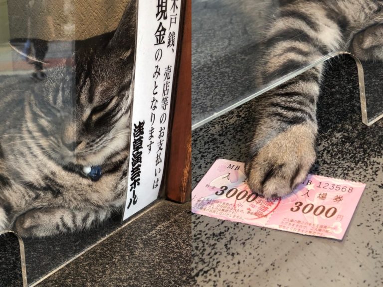 日本淺草演藝廳有隻看起來厭世的貓咪售票員 Jirori（ジロリ），雖然態度愛理不理仍深受大家喜愛。（圖／Twitter@MikioKatura） 