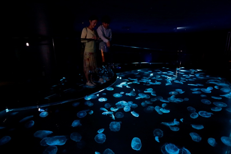 從透明地板往下一看，就能看到水母自在悠游。（圖／Twitter@Sumida_Aquarium） 