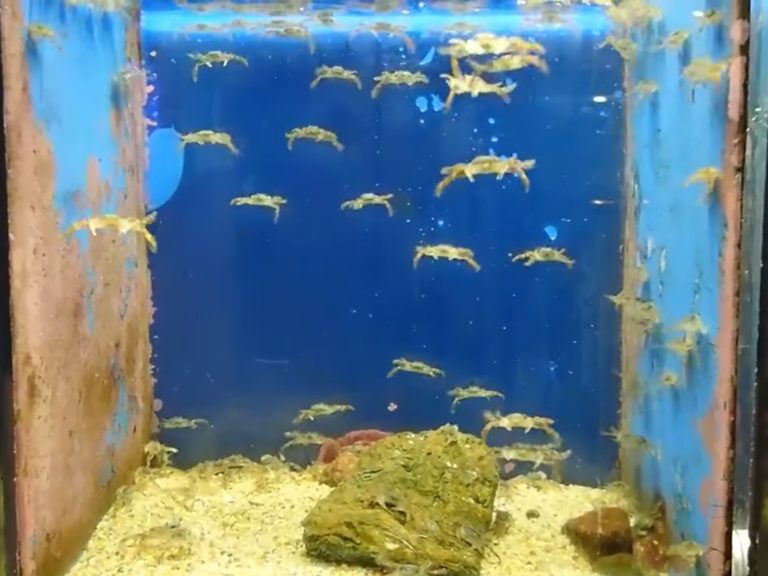水族館驚見螃蟹群體起舞　網笑：難道是電玩遊戲？

