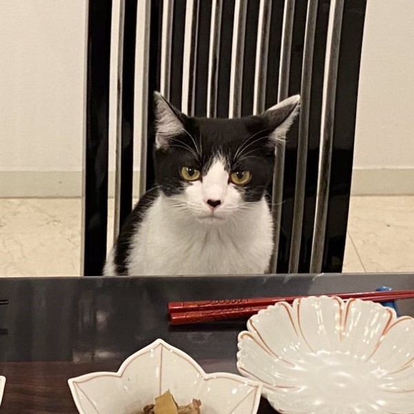 奴才餐桌前遭兩隻黑白貓端坐逼視：不給我們吃嗎？