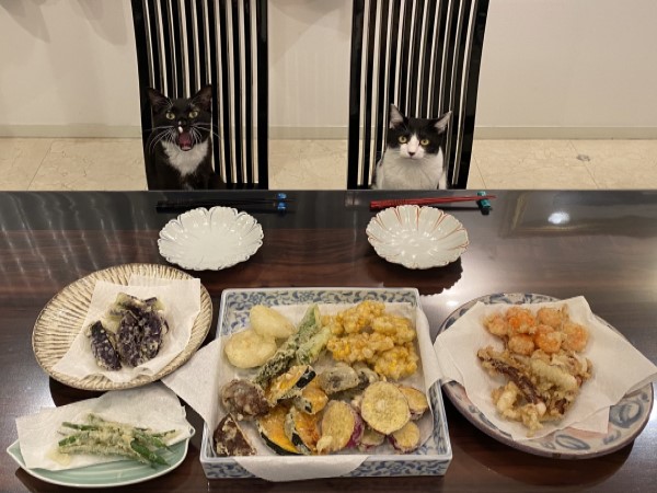 奴才餐桌前遭兩隻黑白貓端坐逼視：不給我們吃嗎？