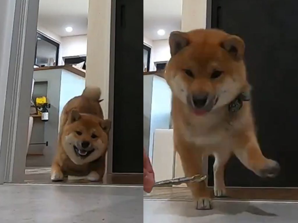 推主零食誘騙洗澡　柴柴竟神速叼走成功落跑：來抓我啊~