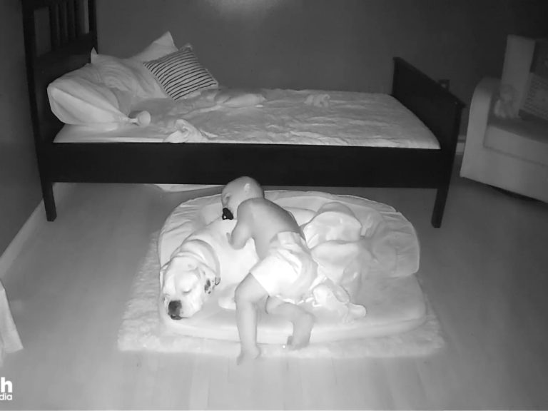 嬰兒深夜偷擠大狗的床　不停蹭蹭撒嬌：人家害怕睡不著啦！
