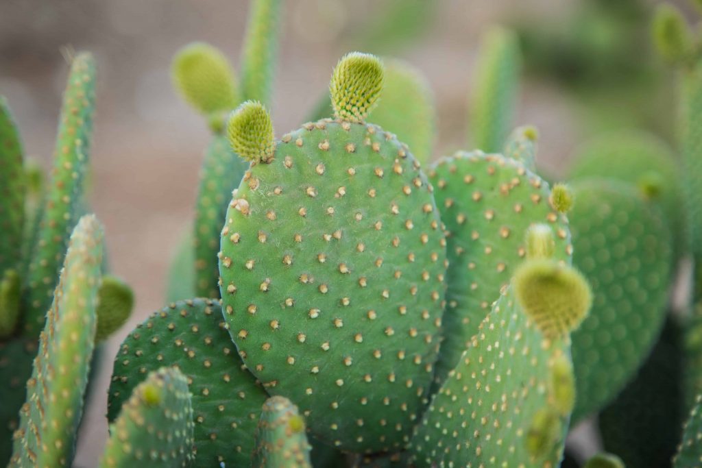 ▲仙人掌的葉片、花、果實以及種子，都有美容成分。（圖／Shutterstock）