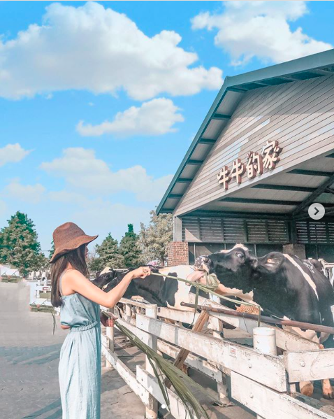 ▲千巧谷牛樂園牧場。（Photo courtesy of Instagram@xin.0915）