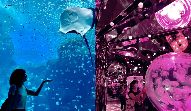 直擊「最夢幻水族館」桃園Xpark！「水母萬花筒」等4大亮點超驚艷
