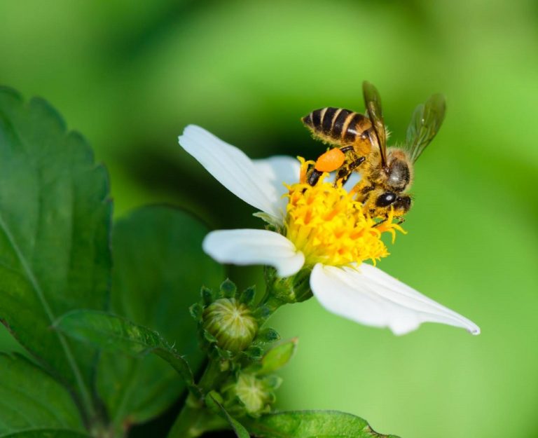 夏天出遊遇到蜜蜂  達人教你和它和平相處
