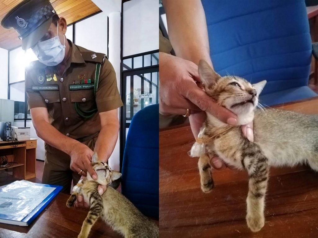 斯里蘭卡最大監獄「威利卡達監獄（Welikada Prison）」擁有最高的安全級別，上週六卻發生了件不得了的大事，有隻貓咪涉嫌運毒被逮個正著，當場被獄警拘留！（圖／Sri Lanka Police） 