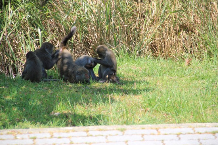 玉管處呼籲上山的遊客，如遇到彌猴請減速慢行。（圖／玉山國家公園管理處授權、印莉敏拍攝）