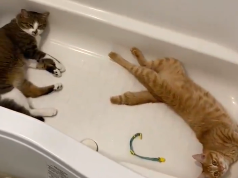 主人發現貓貓不見，仔細一找在浴缸發現兩隻爽躺納涼的貓。（圖／Twitter@zEChPHPqG2t32nT）