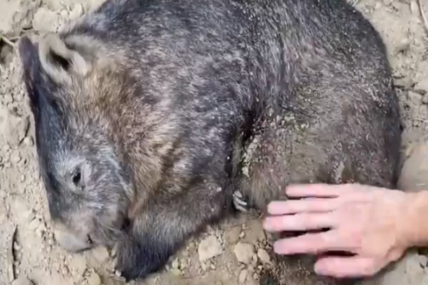 飼育員好心幫袋熊撥沙　牠竟堅持「蓋回來」：這我的被被！