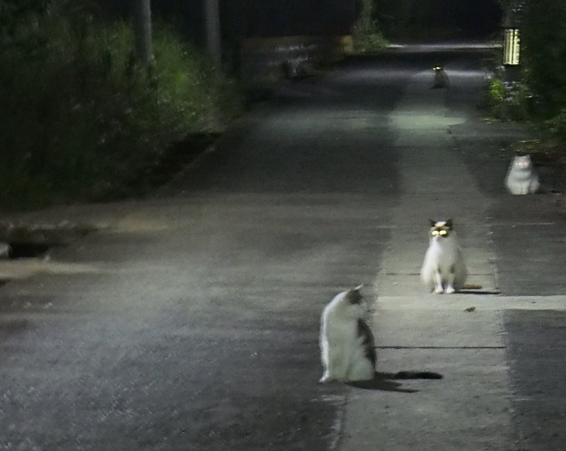 晚上變回原本形狀的貓咪。（圖／Twitter@kurageneko） 