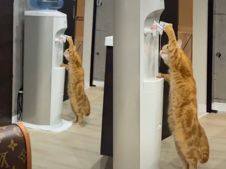 橘貓自己按飲水機喝水，讓網友驚呆紛紛開玩笑：「接下來喵星人就要統治地球了！」（圖／TikTok@tamayu_） 