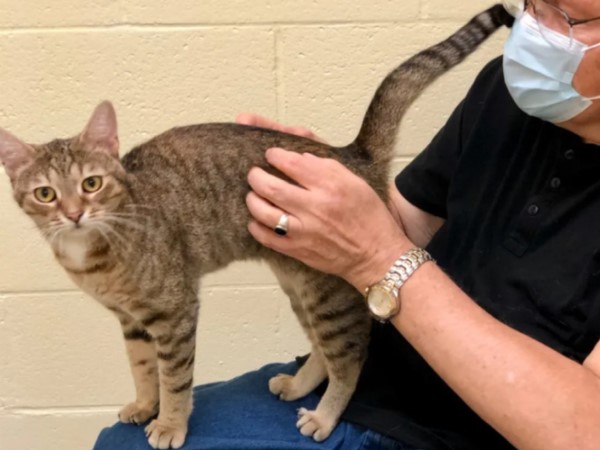 虎斑貓從排水溝獲救後　向男子使出「大絕招」：抱我回家！