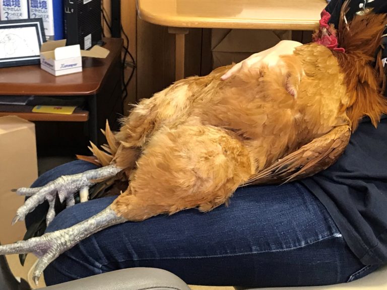 日本一名推主養的咕咕雞，攤平爽躺在主人大腿上，這個肚肚讓網友超想將臉埋進去！（圖／Twitter@itakkku）