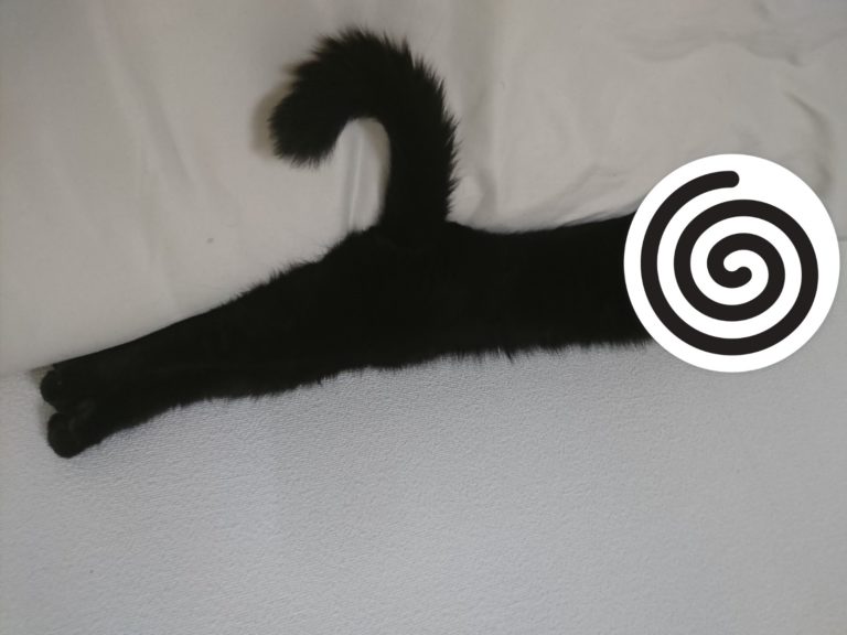 床上出現「間諜衣架」　超強偽裝貓出現了！
