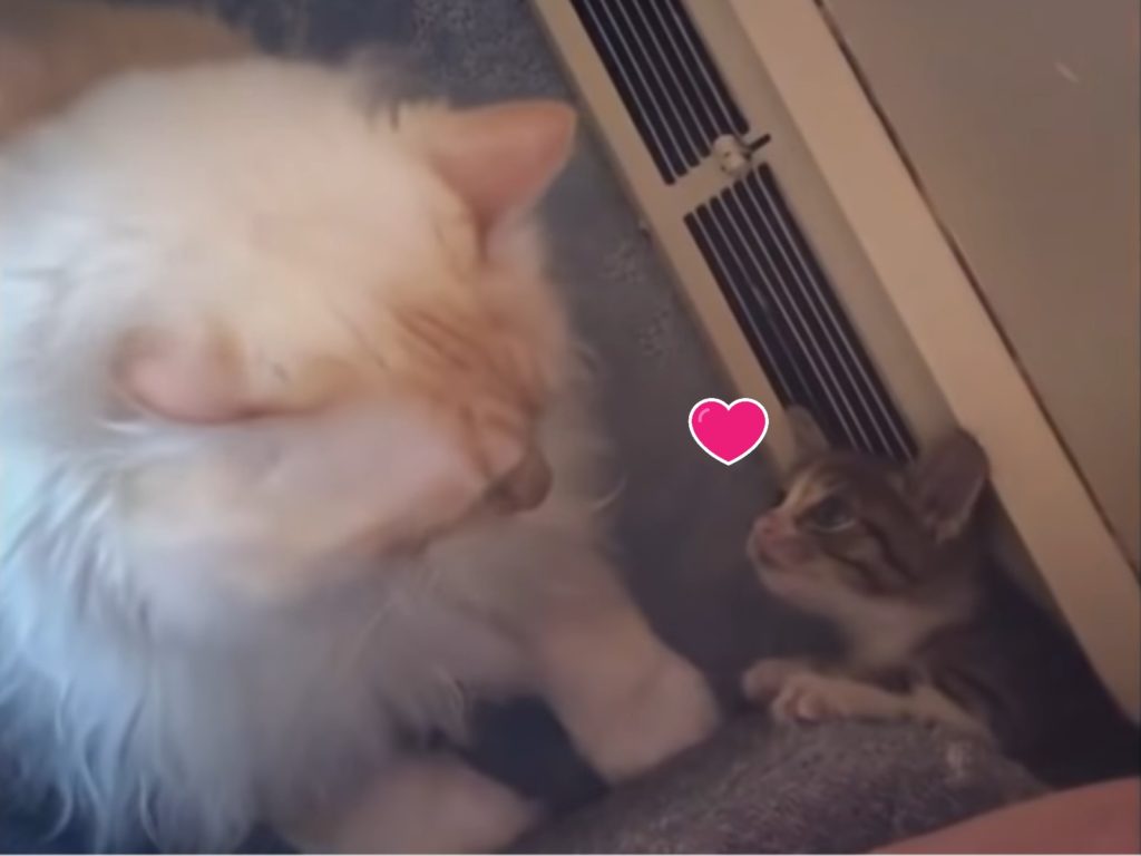 一隻小浪貓跟隨夫妻回家後，纏上家中大貓總是玩躲貓貓試圖引起牠的注意（圖／IG@fielda.thefieldcat）