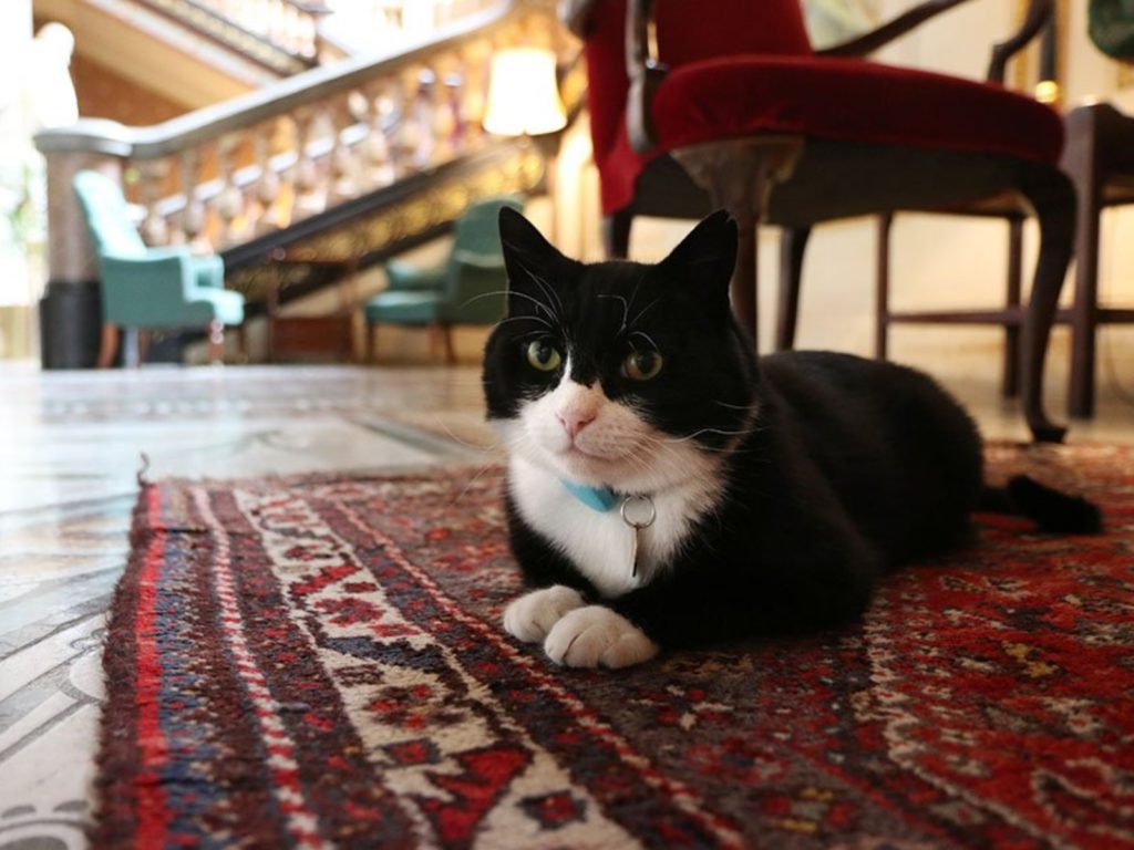 英國外交部首席捕鼠官帕默斯頓（Palmerston）決定結束4年來的捕鼠官生涯，向外交部次長麥克唐納（Simon McDonald）遞出辭呈，並在推特宣布自己退休的消息。（圖／Twitter@DiploMog） 