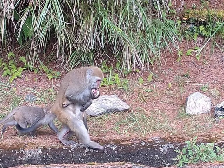 母猴不願放手，仍抱著幼猴的屍體。（圖／玉山國家公園管理處授權、印莉敏拍攝）