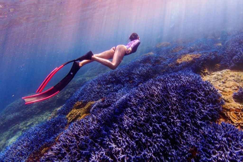 ▲海底薰衣草森林｜Penghu Underwater Lavender Forest (Courtesy of @yinyin618/Instagram)