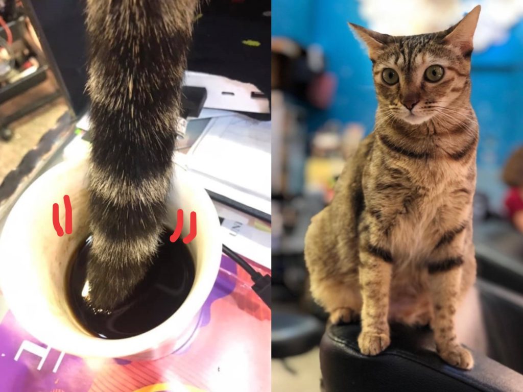 虎斑貓店長將尾巴伸進同事的咖啡杯裡幫忙「攪拌加溫」，該同事最後一飲而盡（圖／粉專AA+artist77亮妍生活館授權提供）