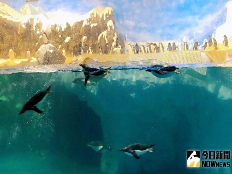 ▲ 屏東海生館育有全國最多種類及數量的極地企鵝，此時正迎來「企鵝繁殖季」。（資料照／記者陳美嘉攝）
