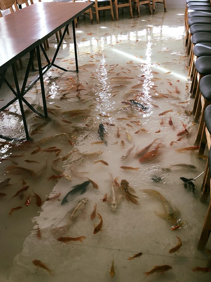 一間越南的寵物咖啡廳卻在店內養「魚」，顛覆許多人的想像。（圖／翻攝自臉書）