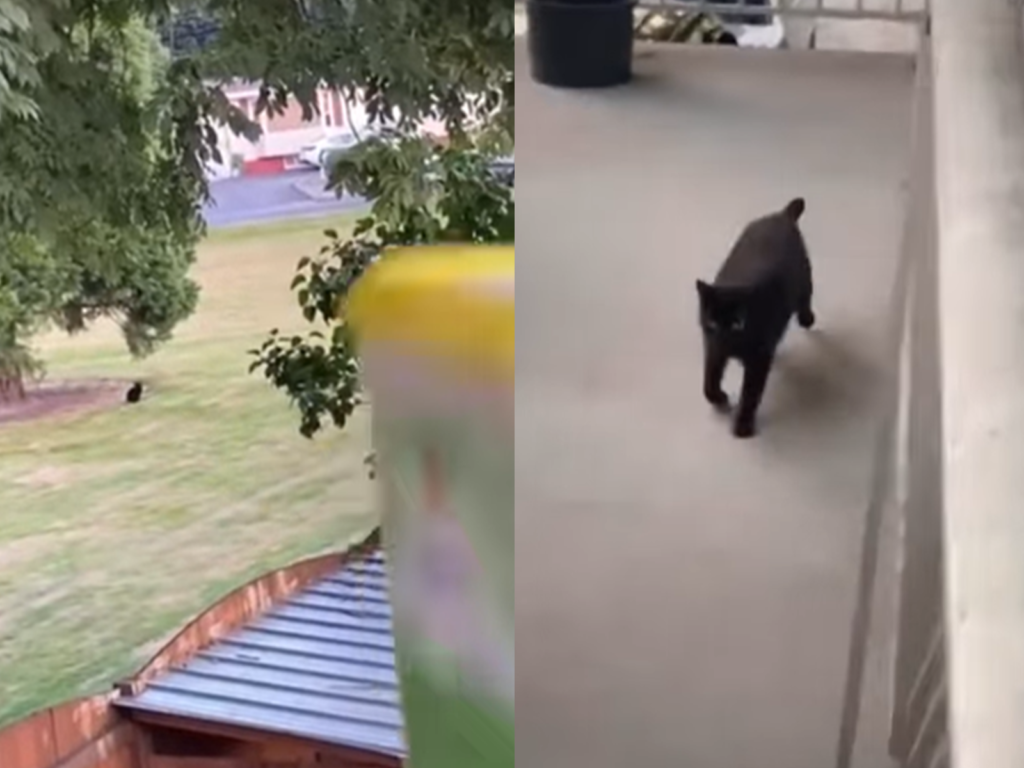 國外一名男子朝著遠方的貓咪搖晃飼料桶，下一秒黑貓就迫不及待狂奔而來：「有吃的！」（圖／TikTok@byanscivic）  