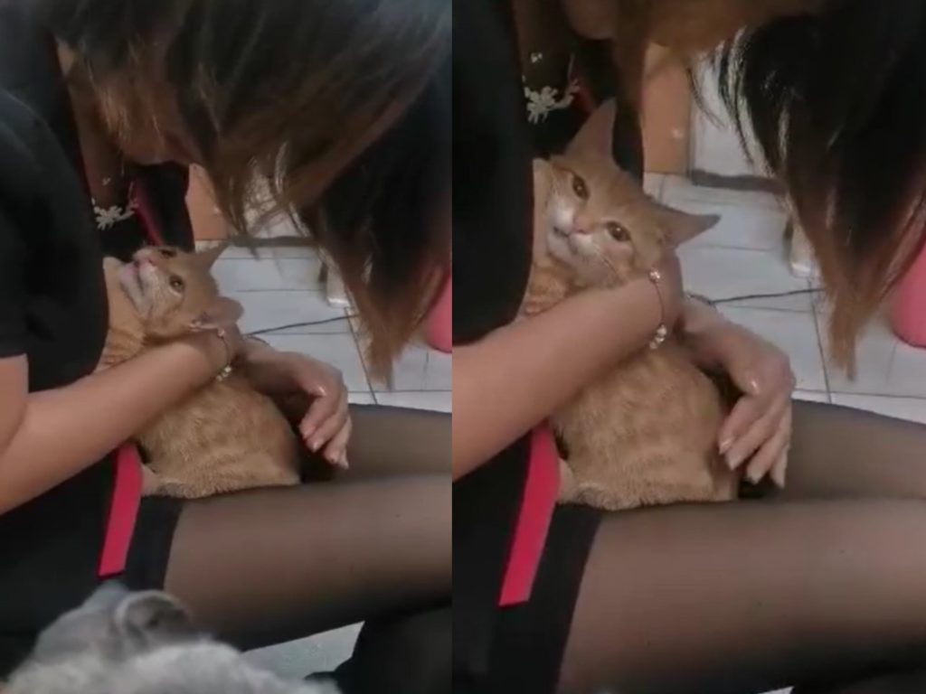 戲精小橘貓肉肉因為咬狗姊姊被罵，躲在媽媽懷裡控訴被欺負（圖／網友張巧玫授權提供）