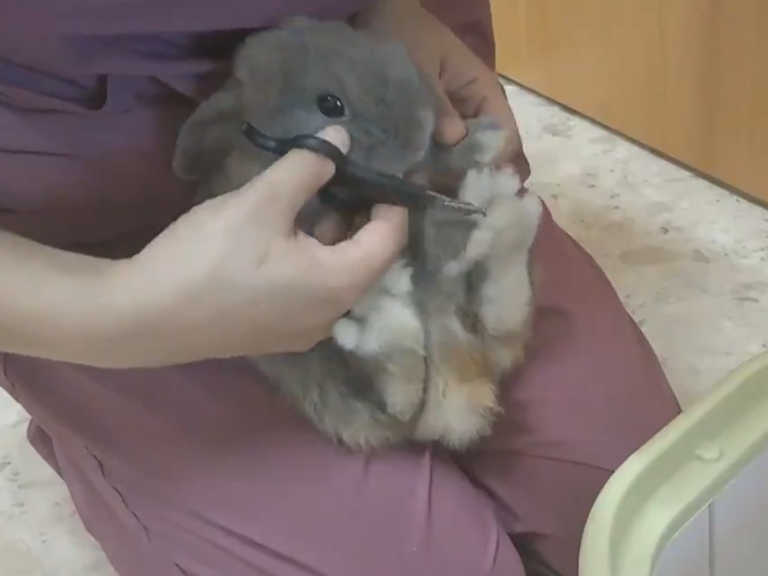 日本有隻小萌兔，因為害怕剪指甲不斷高速狂抖！（圖／Twitter@shelachannel）