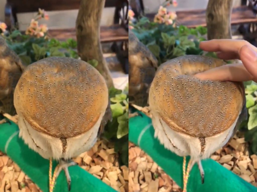 日本一名推主@_ukai_手一摸貓頭鷹的頭就整個陷下去，而當手抬起來又瞬間回彈恢復原狀，簡直像是好吃的舒芙蕾一樣。（圖／Twitter@_ukai_） 