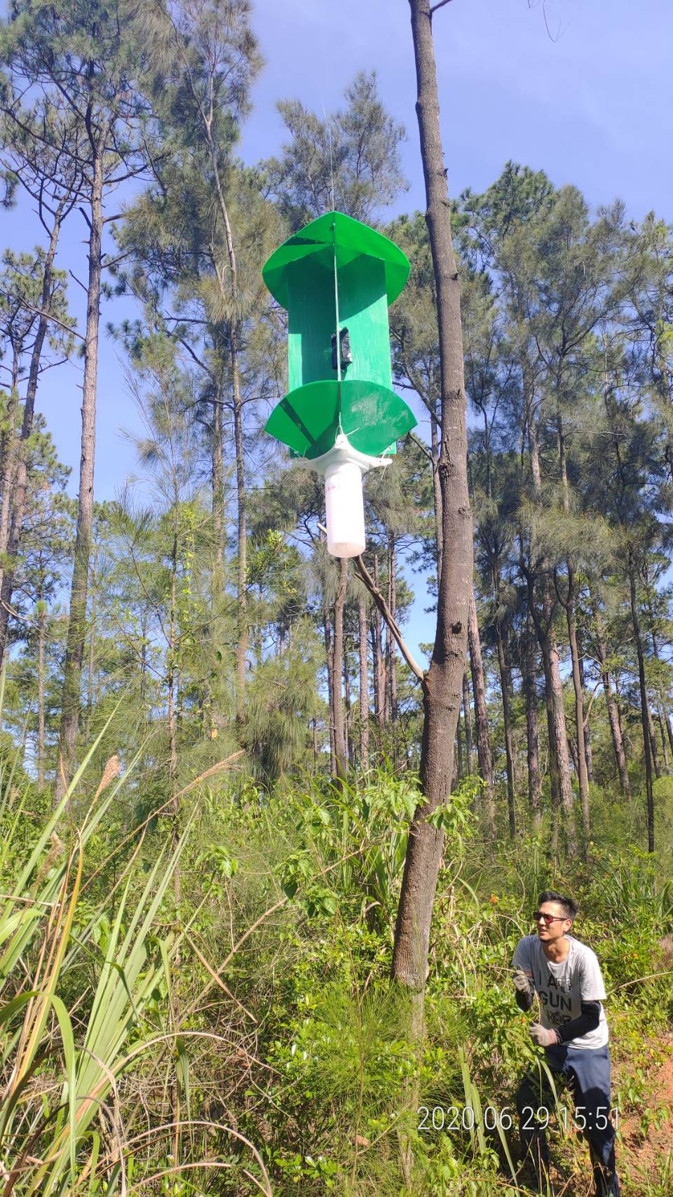 ▲松材線蟲肆虐，金門林務所嘗試採取費洛蒙誘捕滅蟲。(圖/金門林務所提供)