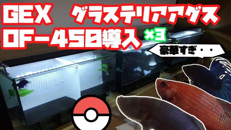 ▲擔心魚魚的身心靈健康,推主請來好幾隻魚魚輪流上陣,並持續擴編中。因每隻個性、行為模式不一,有時會意外出現不同的遊戲風格。(圖/Twitter@Mutekimaru_ch)