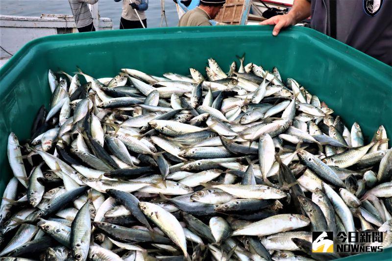 ▲澎湖人俗稱的「巴朗」就是一種好吃又便宜的魚，它在盛產期每公斤只要20-30元台幣，盛產時養殖業者大量購買當作下雜魚使用相當可惜。（圖／記者張塵攝，2020.08.03）