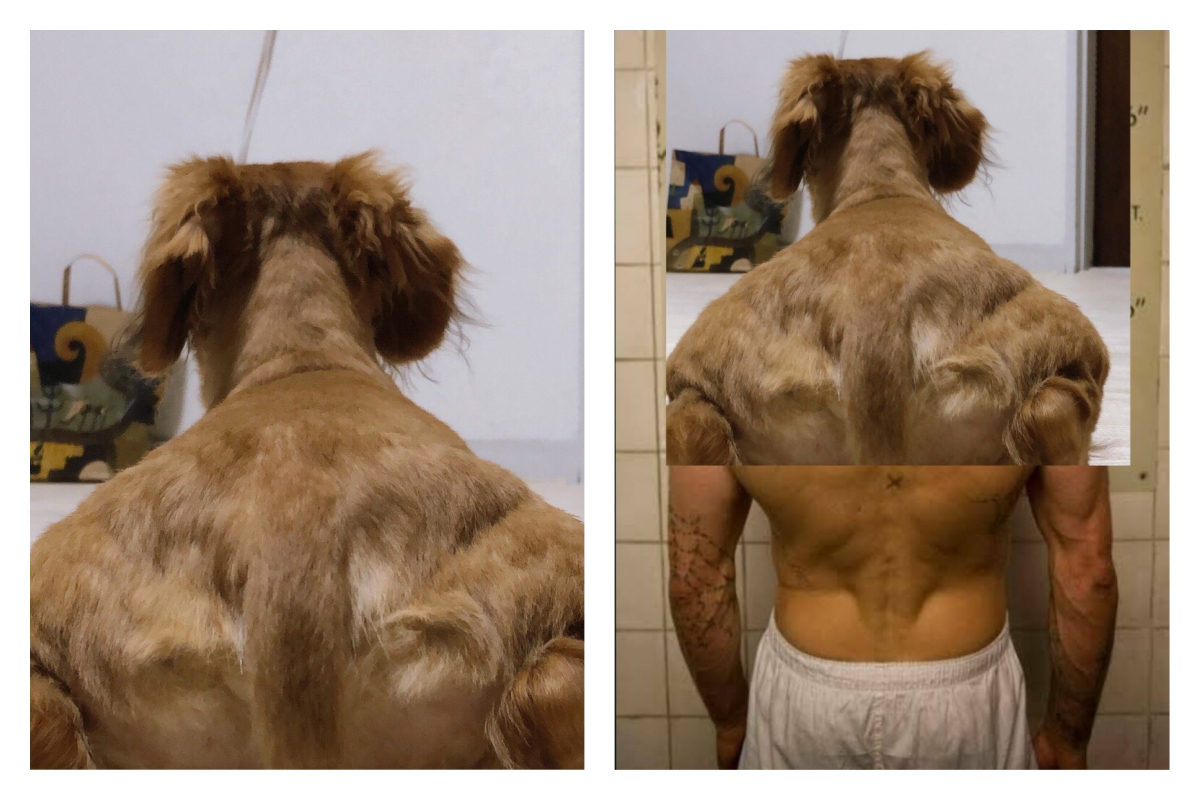 ▲日本網友分享一張小狗的背影照，意外激發改圖大戰。（圖／翻攝自@Kazu_nekogasuki的推特）