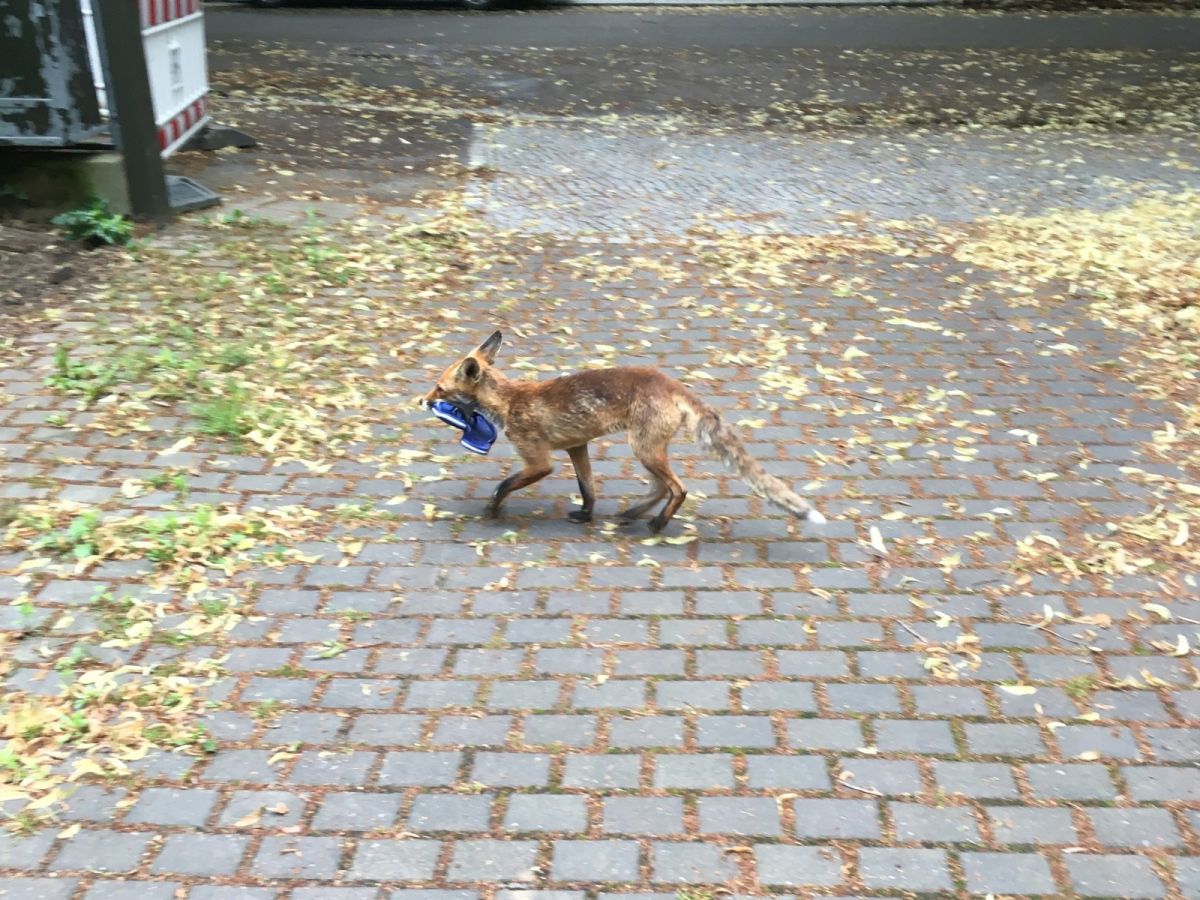 ▲德國柏林采倫多夫（Zehlendorf）的居民老是發現鞋子不見，日前一名推特主分享了居民克利斯汀（Christian Meyer）目擊狐狸現行犯的照片，大家才發現竟有超過100隻都在這！（圖／Twitter@FHackenbruch） 