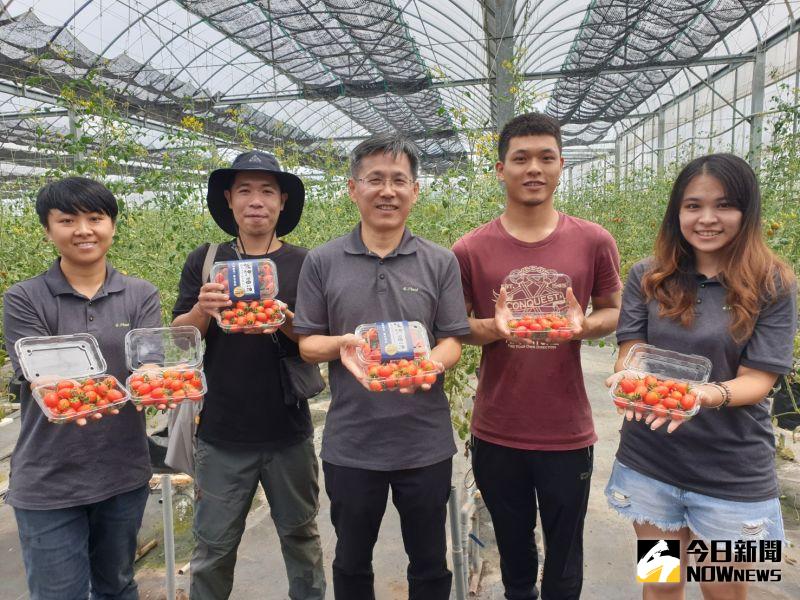 ▲智耕創新團隊繼首創低鉀蔬菜後,今天再宣布好消息,低鉀蕃茄月中即將上市,造福腎友及糖尿病患。