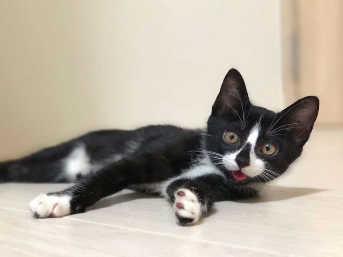 ▲賓士貓「鼻鼻」擁有獨特的黑鼻心（圖／愛貓聯盟網友Crow Wu授權提供）