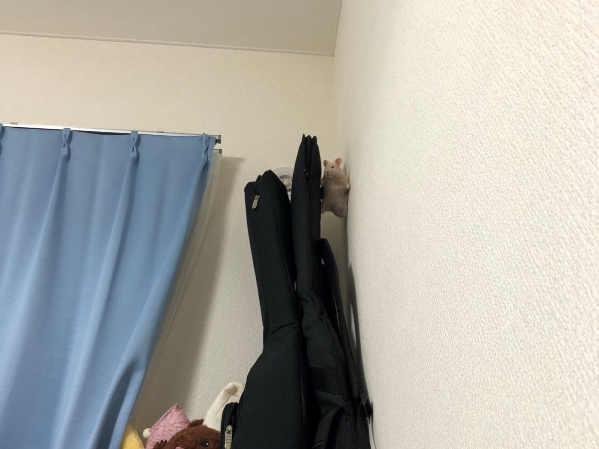 調皮黃金鼠攀到牆上，讓主人目睹牠的飛簷走壁功夫，網友笑翻：「湯姆克魯鼠」（圖／Twitter@xrariranx）