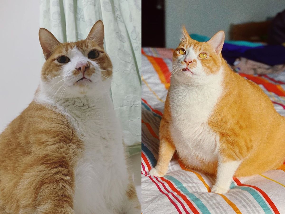 ▲這隻圓滾滾的橘白貓「福寶」，擁有一張可愛的瓜子臉蛋，臉和身體的比例就像是1比9！（圖／IG@fubaoooo授權）