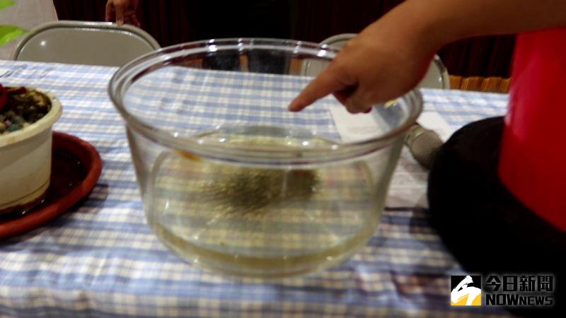 ▲在台灣傳播登革熱病毒的蚊子,是埃及斑蚊和白線斑蚊。這二種蚊的幼蟲主要孳生於積水容器內。(圖/記者陳雅芳攝,2020.08.04)