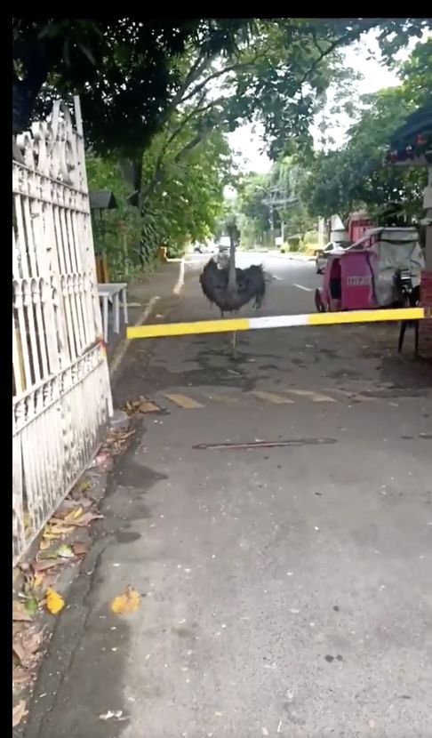 ▲一隻鴕鳥奔向柵欄門,當它看到警衛放下屏障並吆喝,「沒有ID就不能離開」,隨後立馬急煞。(圖|翻攝自臉書Mark