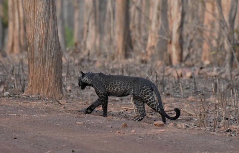 ▲這隻大約4歲的豹，和其他花豹不太一樣，擁有較黑的斑點和毛色，但也並非全身黑的黑豹。（圖／Caters