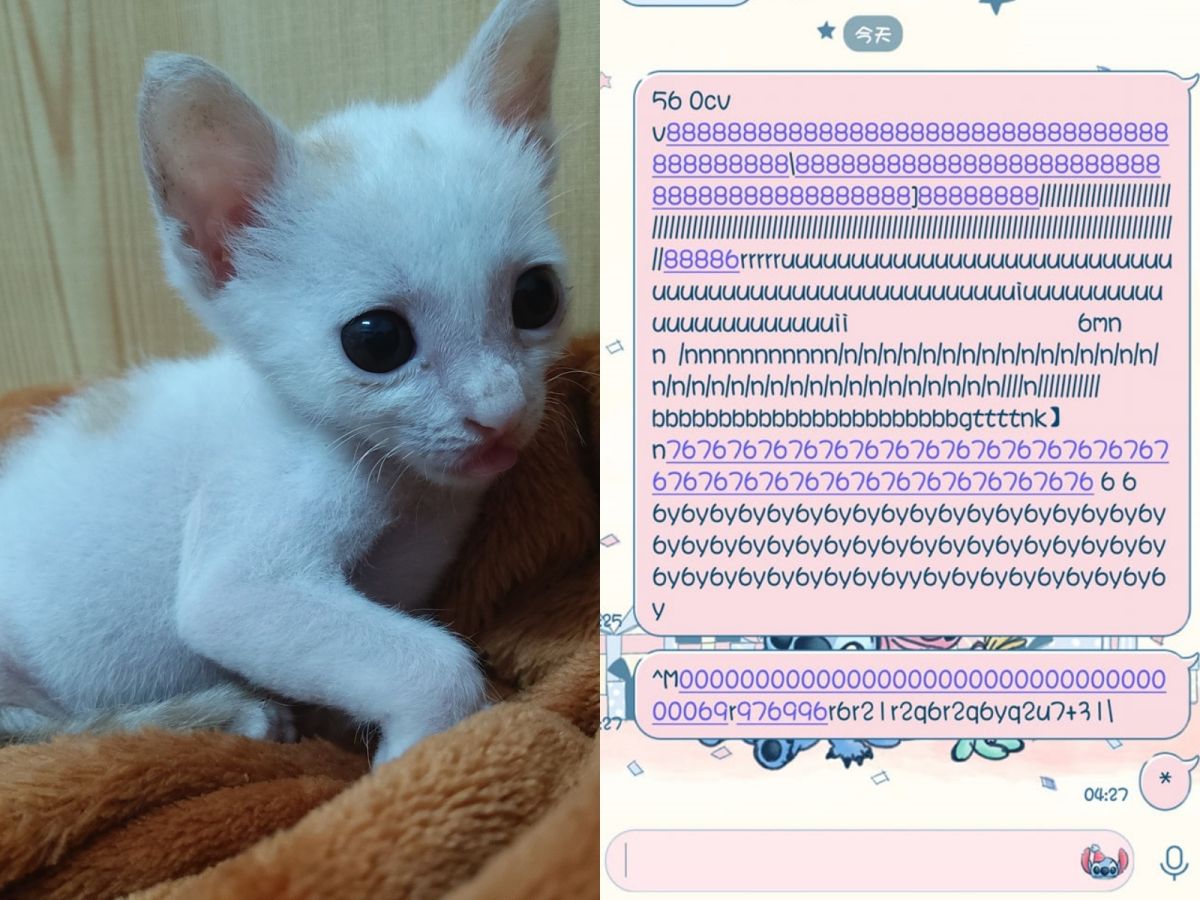 ▲一天晚上網友Chen Zhen用筆電和男友通話完便去睡覺，卻在凌晨5點被愛貓菲菲吵醒，驚覺牠竟傳送神秘喵星語給男友。（圖／網友Chen Zhen提供） 