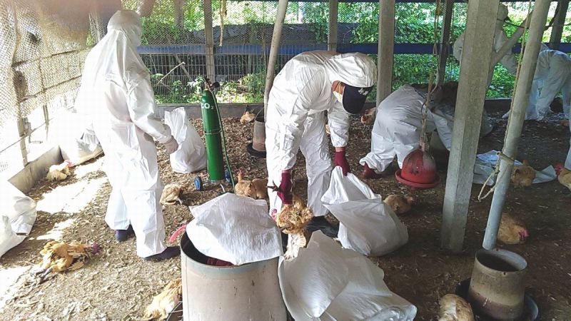 彰化爆新型H5N2禽流感　撲殺1.2萬隻土雞
