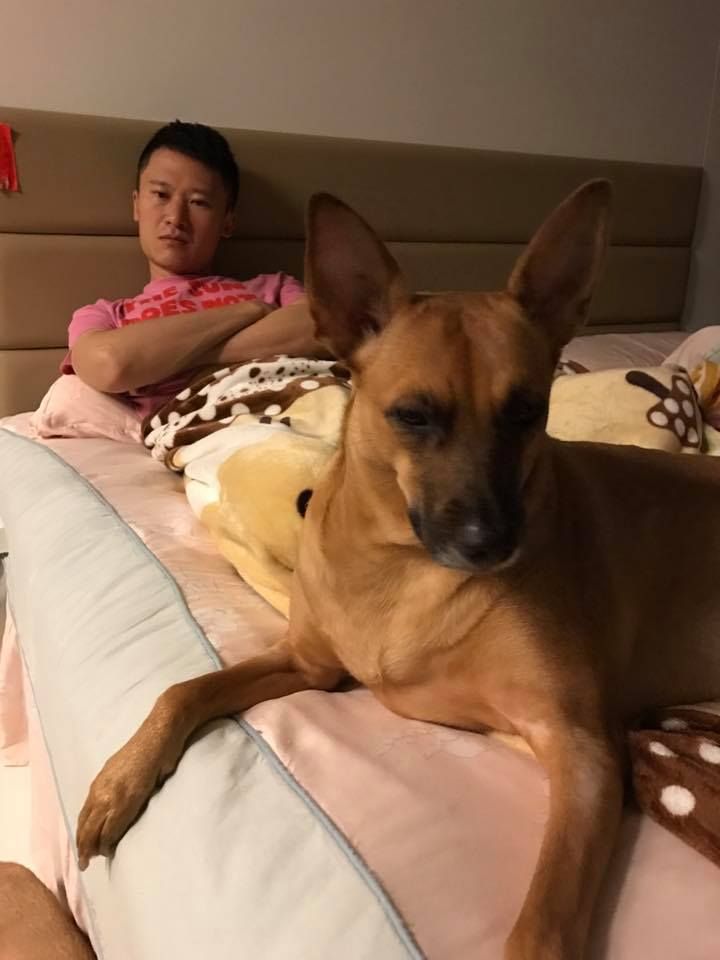 ▲米可白與謝銘杰都是愛狗一族,2人在新竹有間百坪狗舍。(圖/米可白臉書)